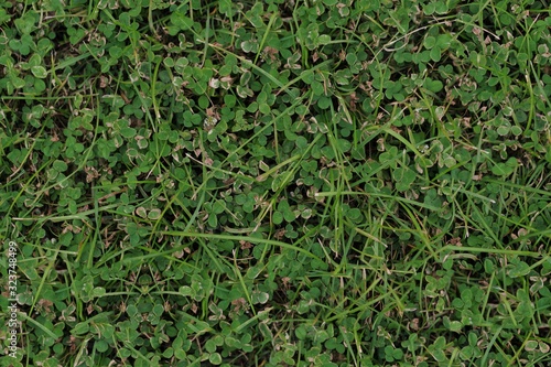 Seamless Texture - Grass and Clover 001