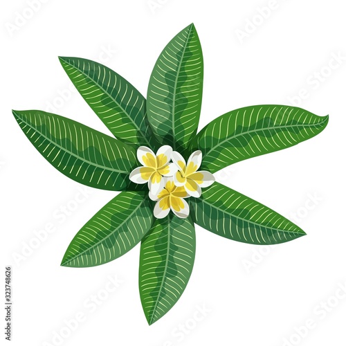 leaves and flowers of tropical plants. set of color illustrations