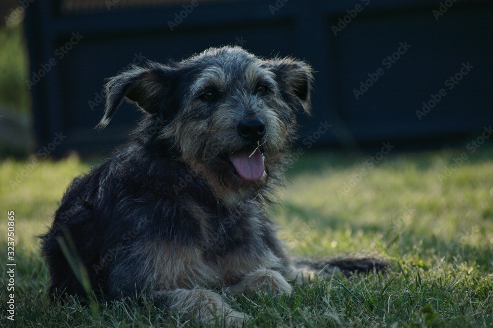 dog on grass