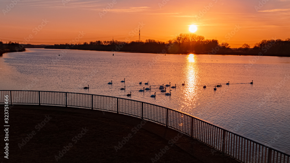 Beautiful sunset with reflections and a flock of swimming swans at Plattling, Isar, Bavaria, Germany