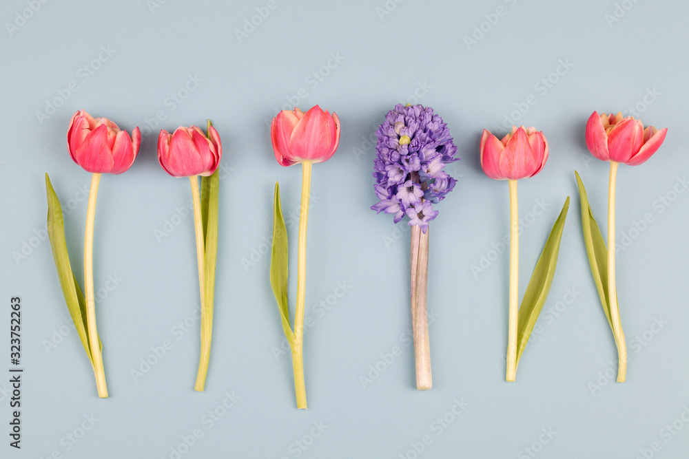 red tulips and hyacinth on blue background. Still life in the style of minimalism. red tulips and hyacinth on blue background. Still life in the style of minimalism.