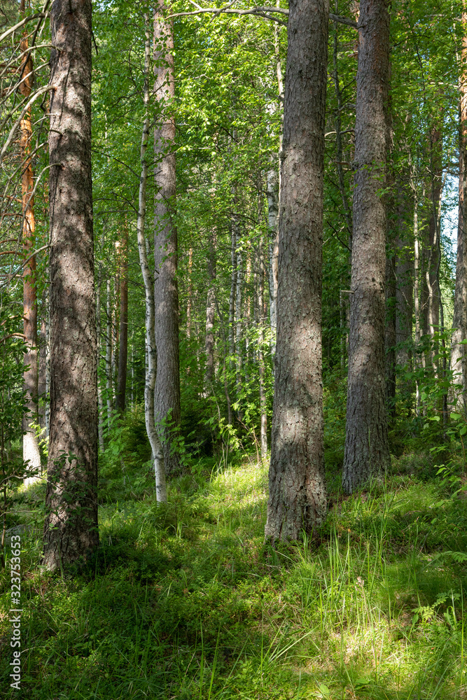 Fototapeta premium View of forest at summer day in Finland