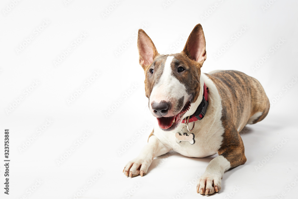 Beautiful bull-terrier on the white background. Funny pet