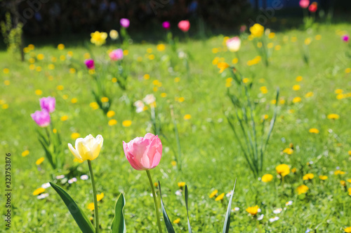 blühende Tulpenwiese im Frühling