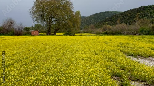 Marmara Island, Balikesir, Turkey - August 2019: Marmara island panoramic view of beautiful yellow flowers photo