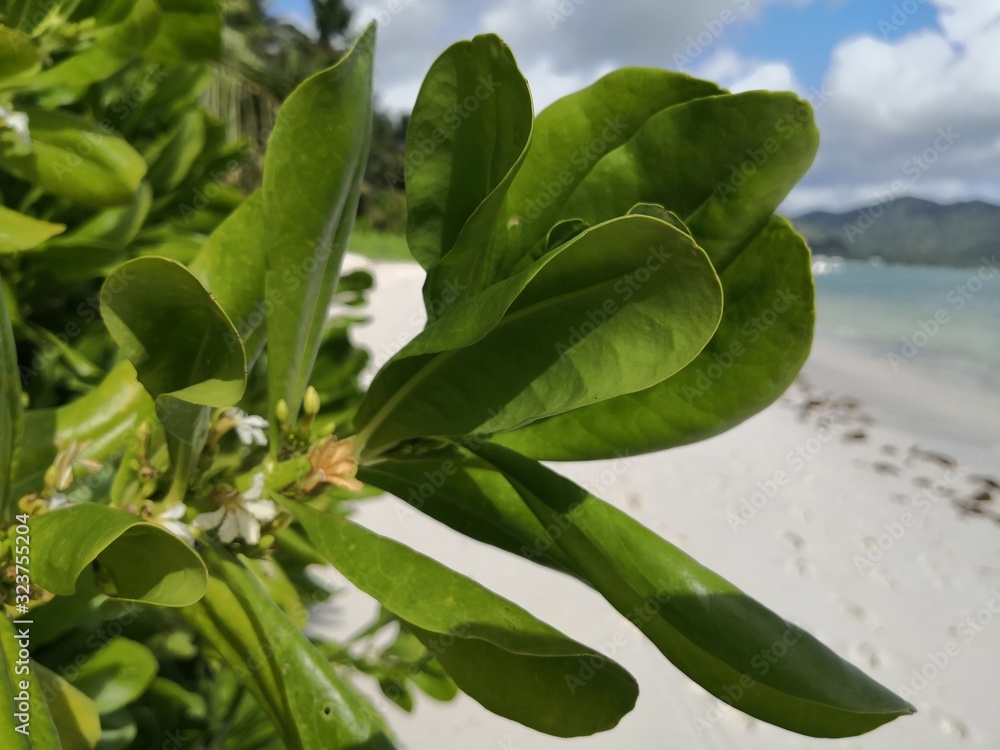 Obraz premium Seychellen, Karibik, Malediven, Mauritius, Reunion, Hawaii, Strand, Meer, Sonne, Urlaub, Reisen, Ferien, Palmen, Beach, Tropisch, Insel, Himmel, Wasser, Sommer, Paradies, Dschungel, Küste
