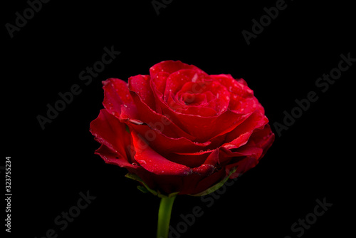 Closeup view Red Rose isolated on black banner template