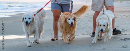 three golden retrievers being walked on the beach by two unrecognizable peole