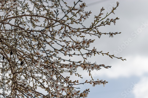 Branches of the almond tree, with winter flowers in white and yellow, against a blurred white background of cloudy sky, sataf reserve, jerusalem forest, israel.