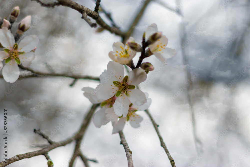 Branches of the almond tree, with winter flowers in white and yellow, against a blurred white background of cloudy sky, sataf reserve, jerusalem forest, israel. Branches of the almond tree, with winter flowers in white and yellow, against a blurred white background of cloudy sky, sataf reserve, jerusalem forest, israel.