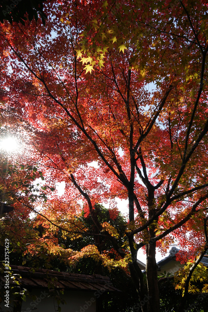 金福寺の紅葉