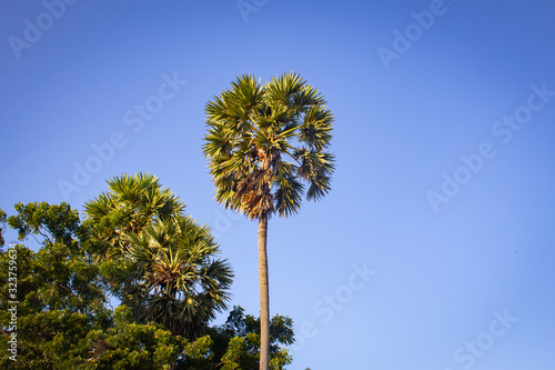 Group of palmyra palm trees with blue sky background in Pulicat, Tamil Nadu, India. Pulicat is a town located north of Chennai. © Manivannan T