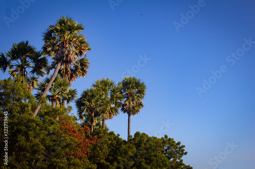 Group of palmyra palm trees with blue sky background in Pulicat, Tamil Nadu, India. Pulicat is a town located north of Chennai. photo