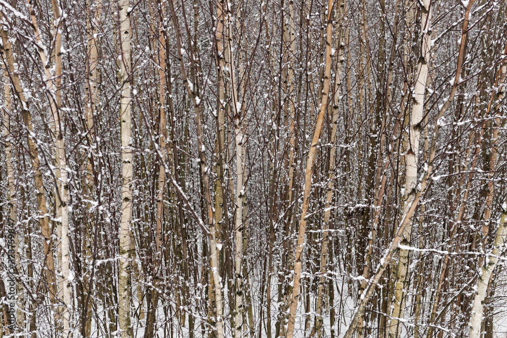 Birches in winter 