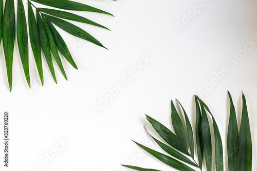Palm branches on a white background. Suitable for board, postcards. © Оксана Клименко