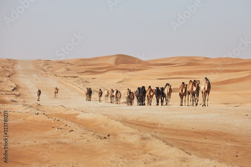 Herd of camels walking on sand road