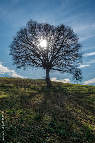 Sonne scheint durch eine große Linde