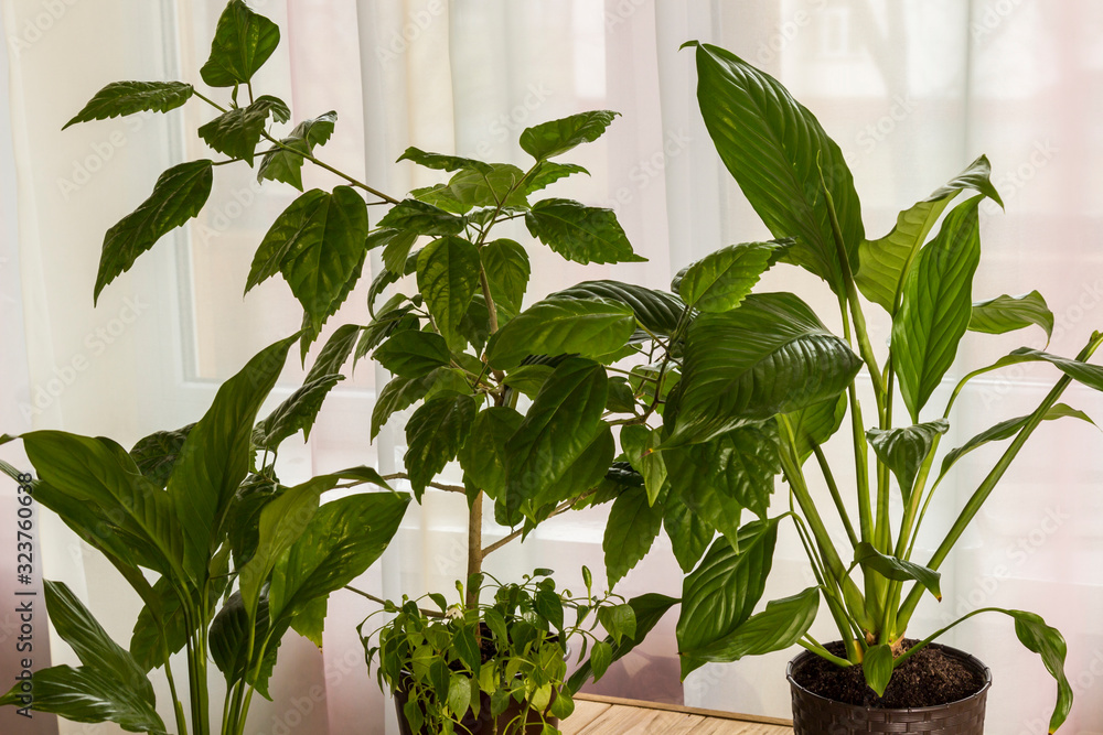 Houseplants in pots on table. Home comfort concept. Houseplants in pots on table. Home comfort concept.