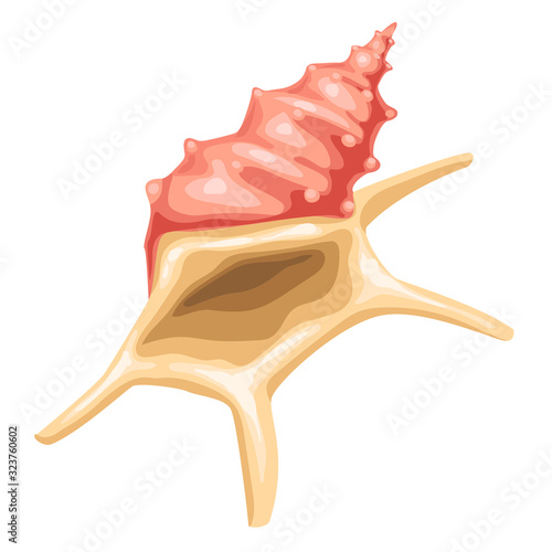 Illustration of seashell. Tropical underwater mollusk shell.