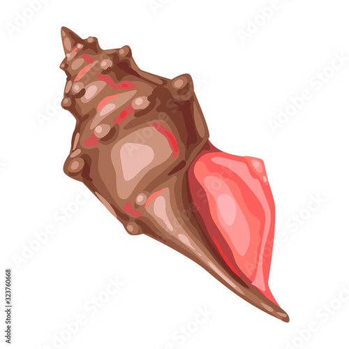 Illustration of seashell. Tropical underwater mollusk shell.