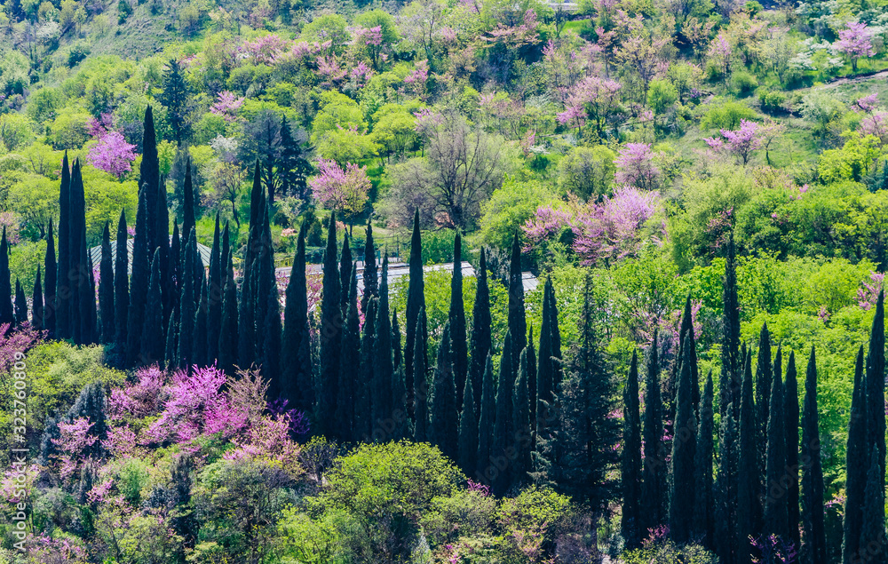 A view of Tbilisi botanical garden by the Narikala fortress, Georgia.