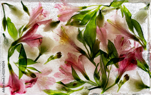 frozen flowers through which light passes