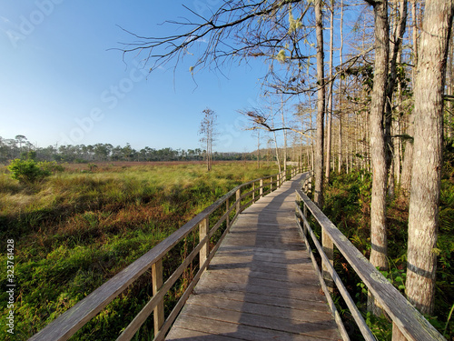 Boardwalk in Audobon Corkscrew Swamp Sanctuary, Florida Everglades Ecosystem - Nature Walking Trail, Protected Forest Swamp Ecosystem © Cedar