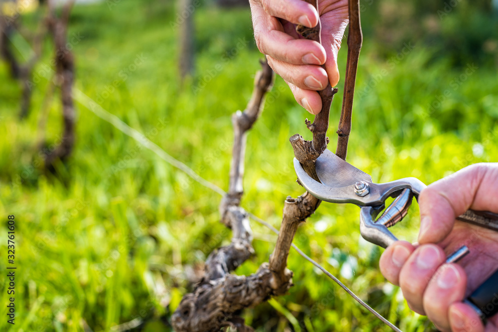 Close-up of a vine grower hand. Prune the vineyard with professional steel scissors. Traditional agriculture. 