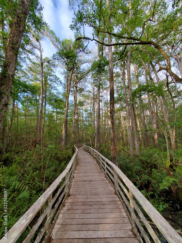 Boardwalk in Audobon Corkscrew Swamp Sanctuary  Florida Everglades Ecosystem - Nature Walking Trail  Protected Forest Swamp Ecosystem