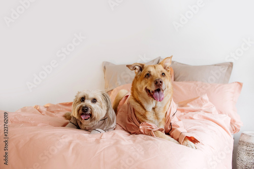 two happy dogs in pyjamas resting on owner's bed indoors