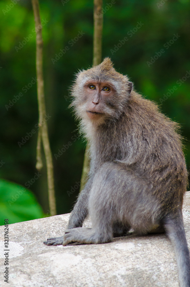 Monkey on the island of Bali