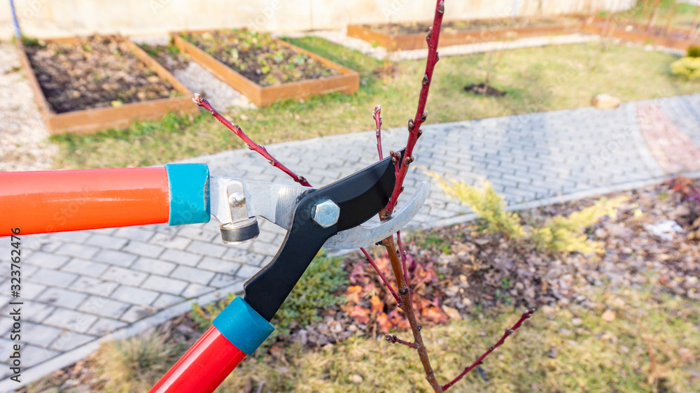 Spring pruning of the apricot tree with garden shears or pruners. Caring for a young orchard in the spring. A gardener's hand cuts the side branches of a fruit tree.