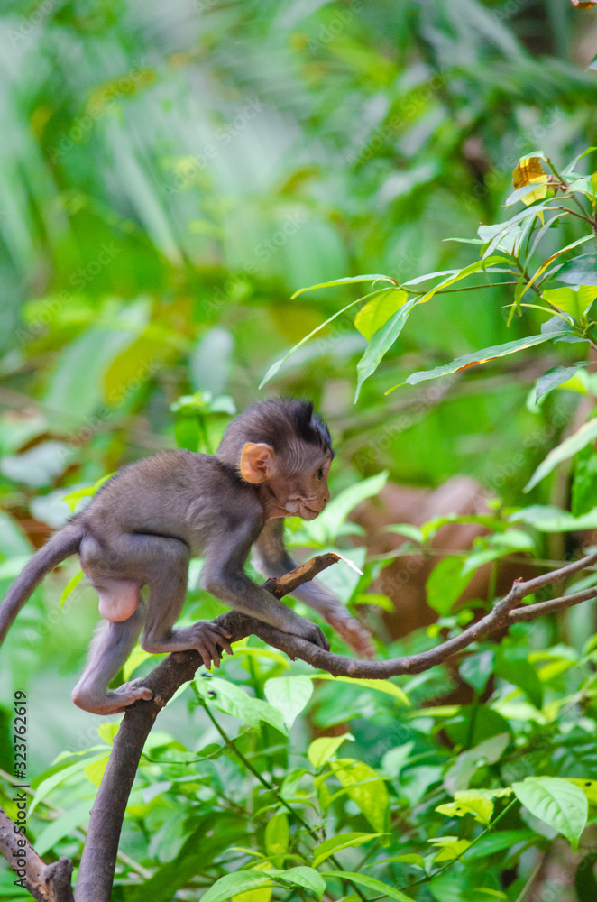 Fototapeta premium Baby monkey on the island of Bali