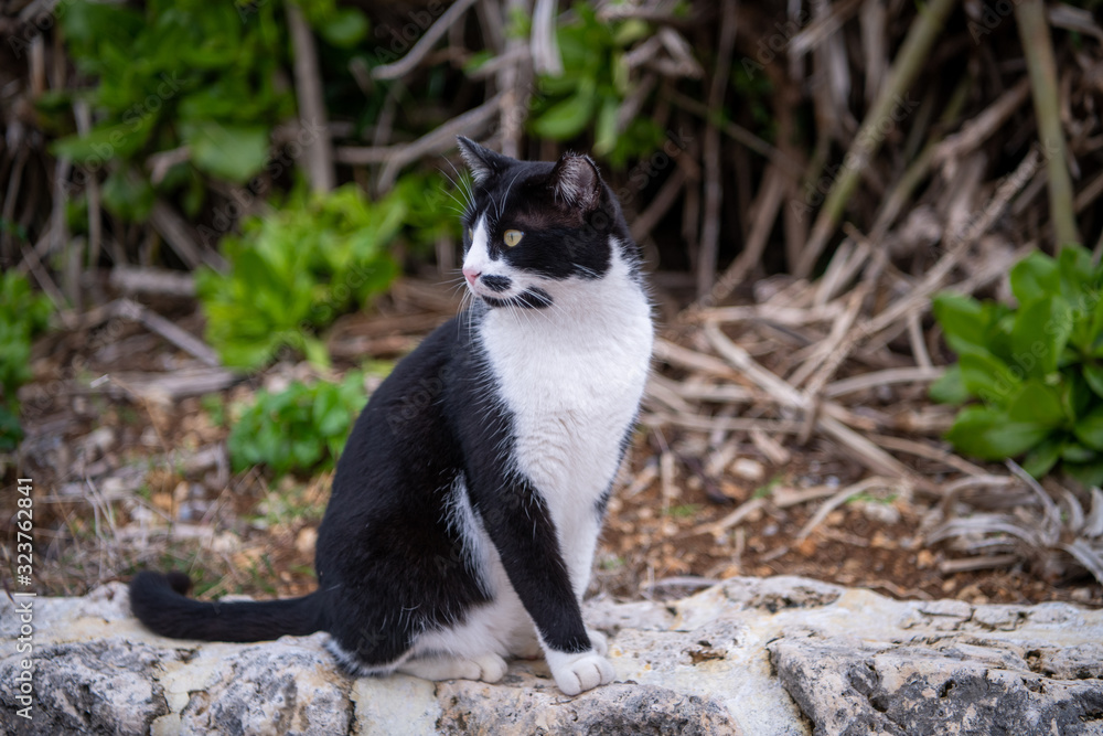 Wild cat in the park Wild cat in the park