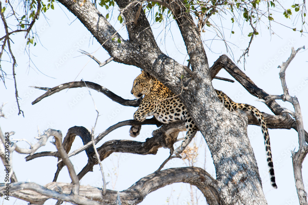 Obraz premium Léopard, Etosha