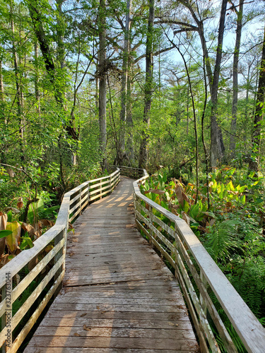 Boardwalk in Audobon Corkscrew Swamp Sanctuary, Florida Everglades Ecosystem - Nature Walking Trail, Protected Forest Swamp Ecosystem