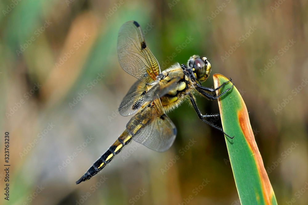 Gelbe Libelle Gelbe Libelle