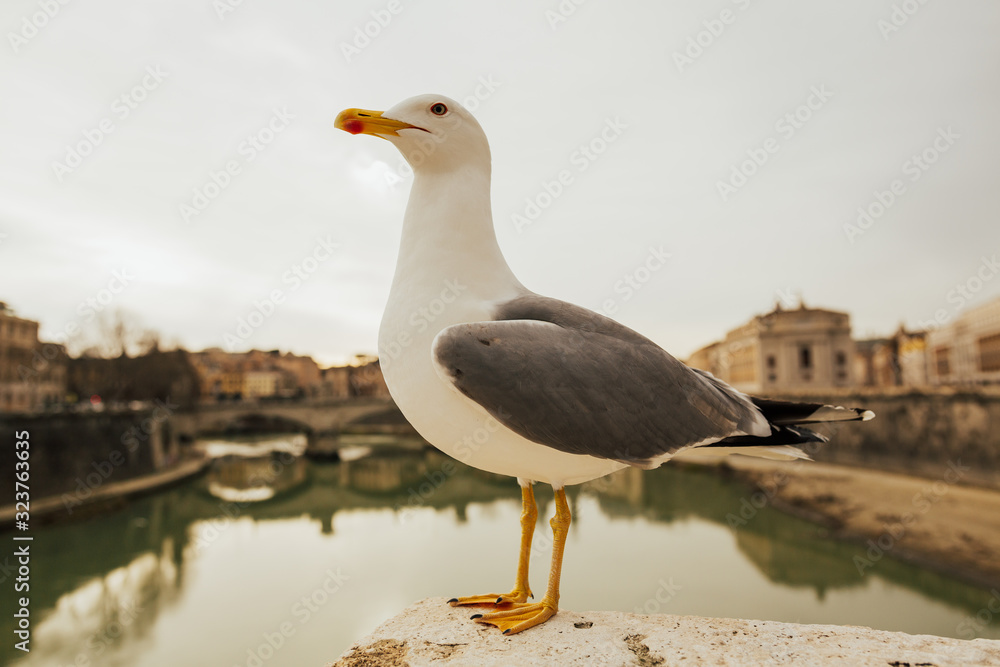 Obraz premium Seagull stands on the fence on city's embankment. River. City. Urban. Seagull posing by the river in the Rome on old historical. 