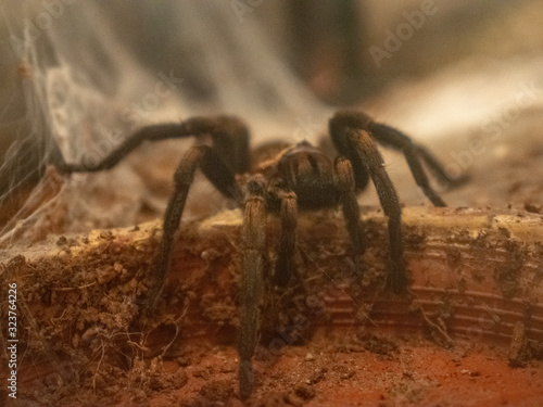 araña tarantula con tela