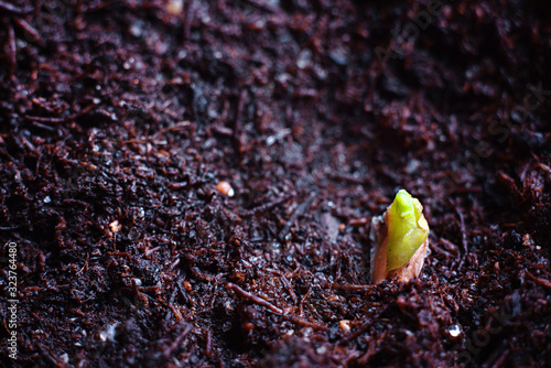 Obraz na płótnie Sprouted pomegranate seed in the ground. Close up.