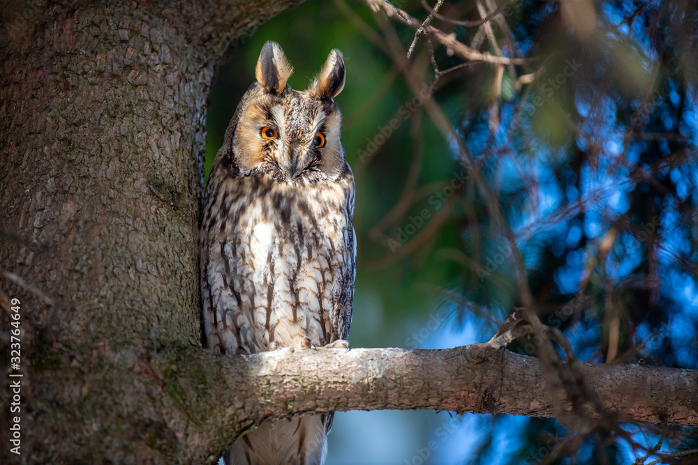Owl sit in a tree and looking on the the camera Owl sit in a tree and looking on the the camera