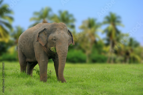 Photography Elephants in National Park of Sri Lanka