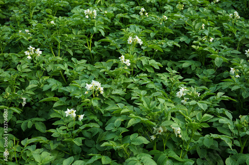 Fototapeta Naklejka Na Ścianę i Meble -  Field with flowering potatoes. White potato flowers.