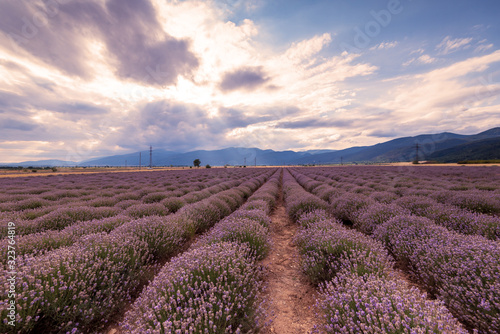 Lavender fields. Beautiful image of lavender field.