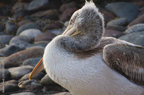 pelican in water