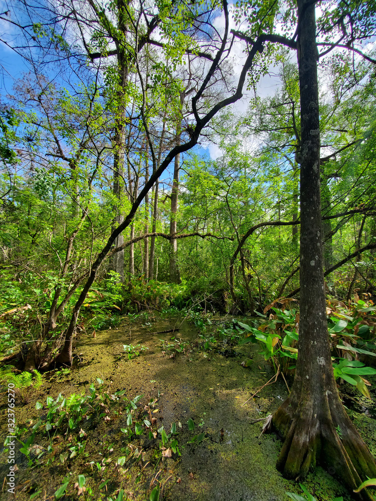 View from Boardwalk in Audobon Corkscrew Swamp Sanctuary, Florida Everglades Ecosystem - Nature Walking Trail, Ancient Tree