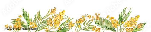 Long banner with watercolor hand-drawn mimosa bush. Spring yellow floral header.