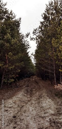 Ukrainian nature. Walk in the pine forest. Greenery and bonfire
