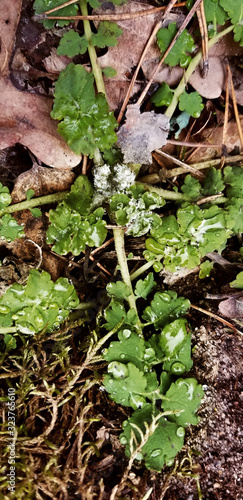 Ukrainian nature. Walk in the pine forest. Greenery and bonfire