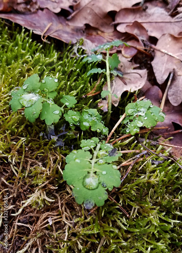 Ukrainian nature. Walk in the pine forest. Greenery and bonfire